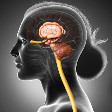 3D tıbbi olarak genç bir kadının beyin anatomisini gösteriyor.