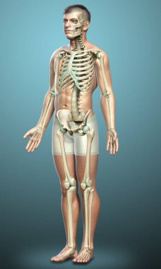 3D üretilmiş, tıbben doğru bir erkek iskelet sistemi.
