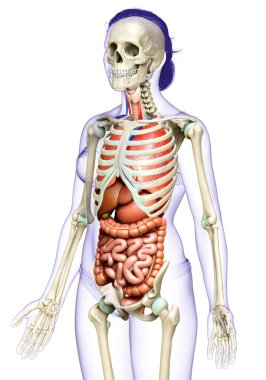 3D, kadın iç organlarının ve iskelet sisteminin tıbben doğru bir gösterimi.