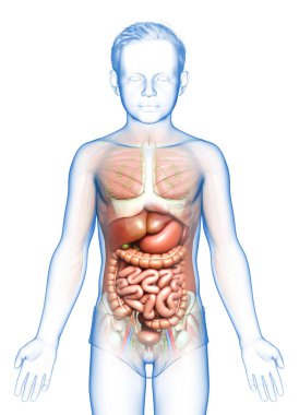 3D, tıbbi olarak erkek anatomisini doğruluyor.