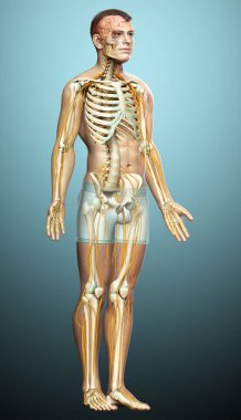 3D, sinir sistemi ve iskelet sisteminin tıbbi olarak doğru bir gösterimi.
