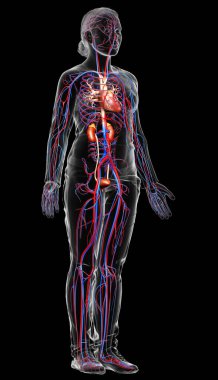 Kadın böbreklerinin ve dolaşım sisteminin 3 boyutlu, tıbben doğru çizimi