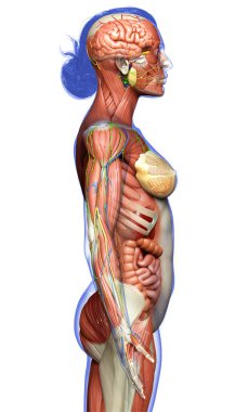 3D, tıbbi olarak kadın anatomisini doğruluyor.