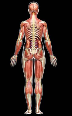 3D, tıbbi olarak kadın anatomisini doğruluyor.