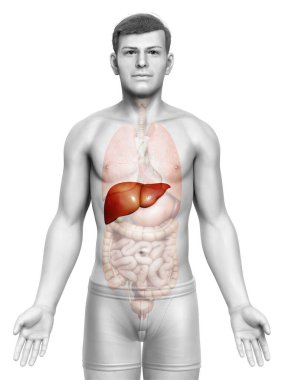 3 boyutlu, erkek karaciğer anatomisinin tıbben doğru çizimi