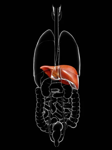 Vykreslené Lékařsky Přesné Ilustrace Jaterní Anatomie — Stock fotografie