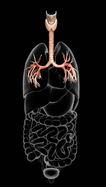 Ilustración Laringe Trachea Bronchi Parte Del Sistema Respiratorio — Foto de Stock