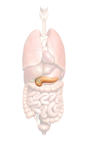 Ilustración Médicamente Precisa Del Páncreas —  Fotos de Stock