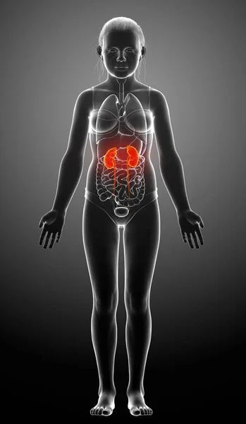 Återges Medicinskt Korrekt Illustration Den Unga Flickan Markerade Njurar Och — Stockfoto