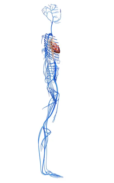 Renderizado Ilustración Médicamente Precisa Las Venas — Foto de Stock