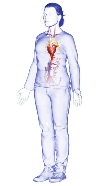 Renderizado Ilustração Medicamente Precisa Coração Feminino — Fotografia de Stock