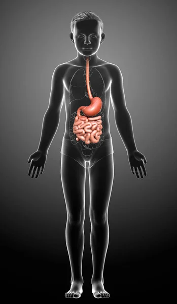 Renderizado Ilustración Médicamente Precisa Estómago Joven Niño Intestino Delgado —  Fotos de Stock