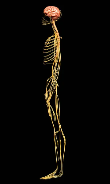 Gjorde Medicinskt Korrekt Illustration Nervsystemet — Stockfoto