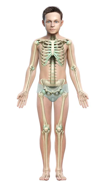3Dレンダリングされた若い男の子の骨格系の医学的に正確なイラスト — ストック写真