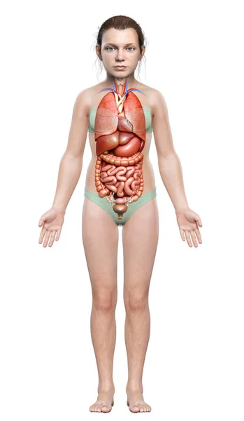 3Dレンダリング医学的に正確なイラストの若い女の子消化器系 — ストック写真