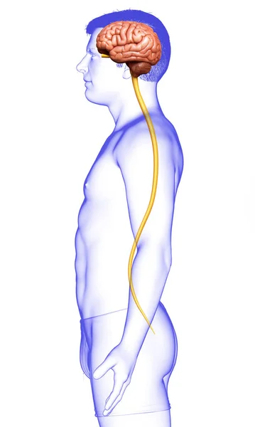 Lékařsky Přesná Ilustrace Mužského Mozku — Stock fotografie