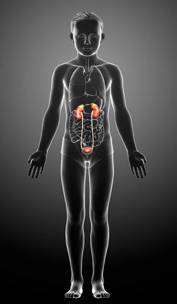 Gerenderte Medizinisch Korrekte Darstellung Der Anatomie Der Nieren Des Kleinen — Stockfoto