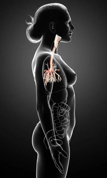 Solunum Sistemi Nin Gırtlak Soluk Borusu Bronşunun Boyutlu Çizimi — Stok fotoğraf