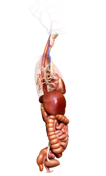 Renderizado Ilustração Medicamente Precisa Sistema Digestivo Coração — Fotografia de Stock