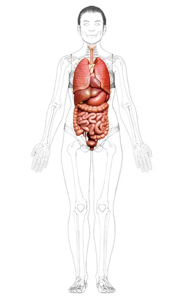 Gjorde Medicinskt Korrekt Illustration Kvinnliga Inre Organ — Stockfoto