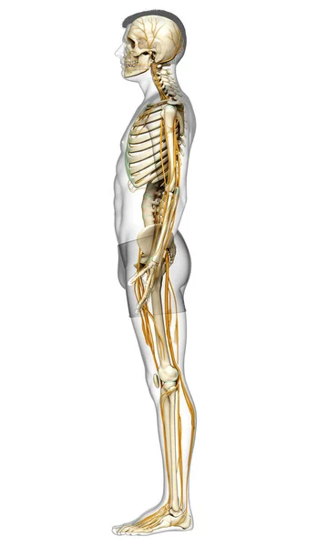 Тривимірна Медично Точна Ілюстрація Нервової Системи Скелетної Системи — стокове фото