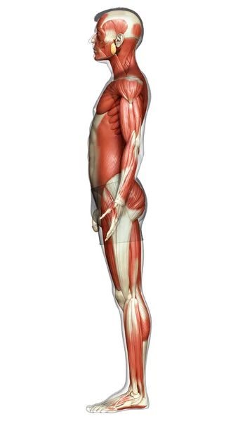Gjorde Medicinskt Korrekt Illustration Ett Manligt Muskelsystem — Stockfoto