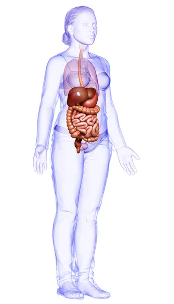 Оказана Медицинская Точная Иллюстрация Женской Пищеварительной Системы — стоковое фото