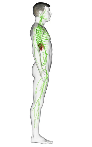 Rendered Medically Accurate Illustration Male Lymphatic System — Stock Photo, Image