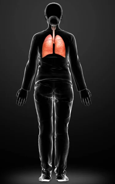 Rendered Medically Accurate Illustration Female Lung Anatomy — Stock Photo, Image