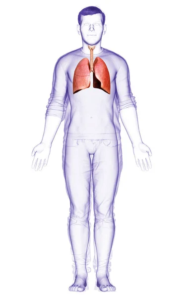 Vykreslené Lékařsky Přesné Ilustrace Mužské Plicní Anatomie — Stock fotografie