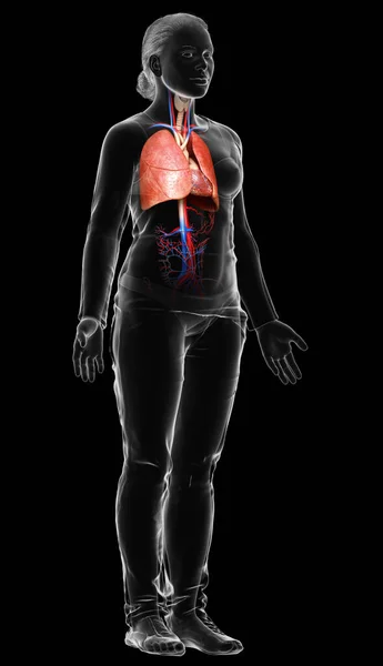 Renderizado Ilustração Medicamente Precisa Uma Anatomia Pulmonar Feminina — Fotografia de Stock