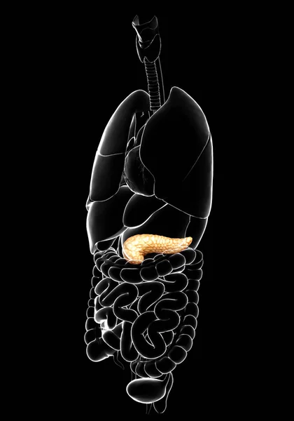 Reso Illustrazione Clinicamente Accurata Del Pancreas — Foto Stock