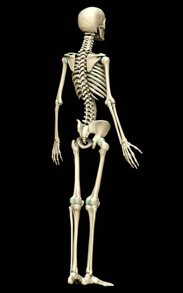 Gerenderte Medizinisch Korrekte Darstellung Des Skelettsystems — Stockfoto