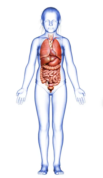 Gerenderte Medizinisch Korrekte Darstellung Der Inneren Organe Des Mädchens — Stockfoto