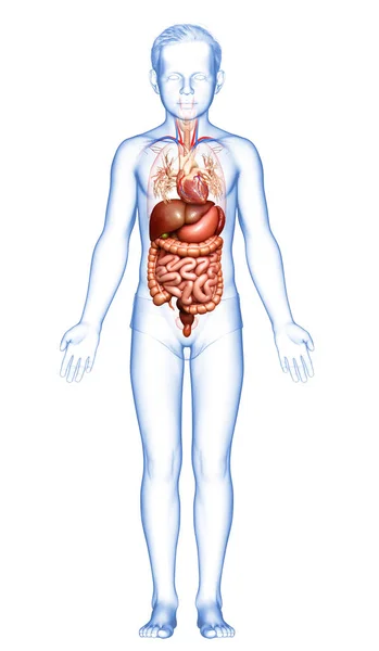 Prestó Ilustración Médicamente Exacta Del Sistema Digestivo Del Muchacho Del — Foto de Stock