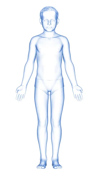 Boyutlu Genç Erkek Vücudunun Çizimi — Stok fotoğraf