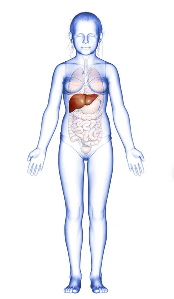 Weergegeven Medisch Nauwkeurige Illustratie Van Jong Meisje Lever Anatomie — Stockfoto