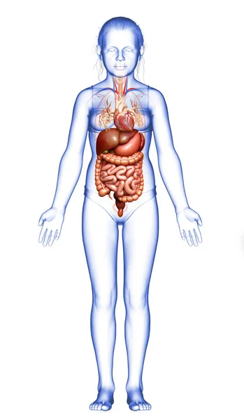 Gerenderte Medizinisch Genaue Illustration Des Verdauungssystems Eines Jungen Mädchens — Stockfoto