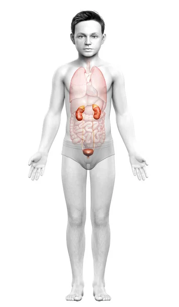 3Dレンダリングされた若い男の子の腎臓解剖学の医学的に正確なイラスト — ストック写真