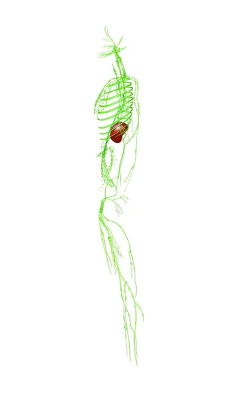 3d rendered medically accurate illustration of the lymphatic system