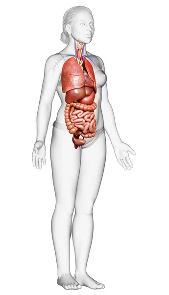 Lékařsky Přesné Ilustrace Ženských Vnitřních Orgánů — Stock fotografie