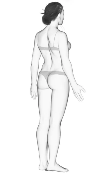 Utförd Illustration Den Kvinnliga Kroppen — Stockfoto