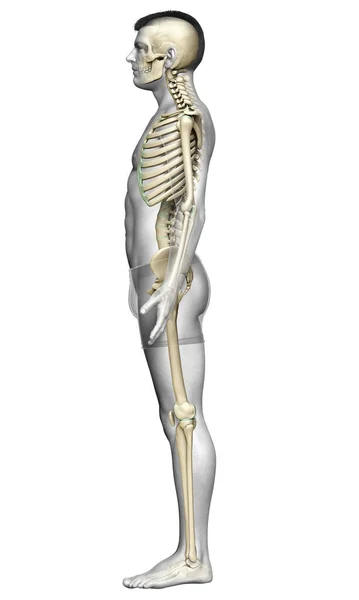 Utförd Medicinskt Korrekt Illustration Ett Manligt Skelettsystem — Stockfoto