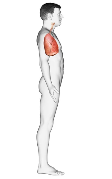 Renderizado Ilustración Médicamente Precisa Una Anatomía Pulmonar Masculina — Foto de Stock