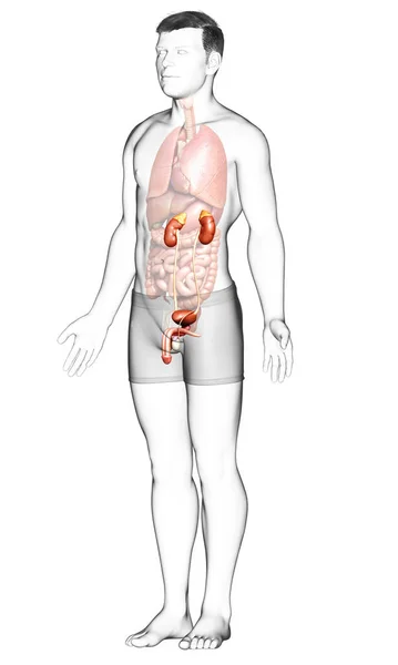 Utförd Medicinskt Korrekt Illustration Njurarna — Stockfoto