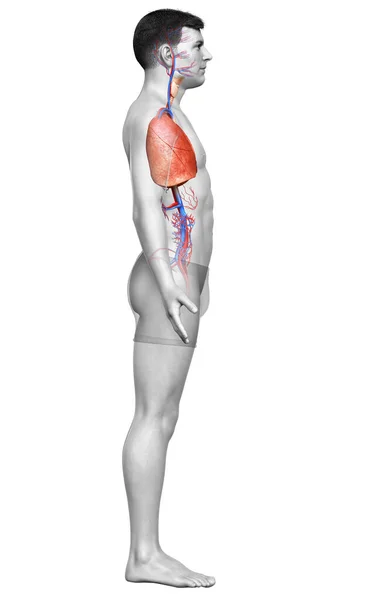 Gerenderte Medizinisch Korrekte Darstellung Einer Männlichen Lungenanatomie — Stockfoto