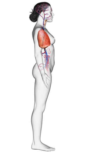 Gerenderte Medizinisch Korrekte Darstellung Einer Weiblichen Lungenanatomie — Stockfoto