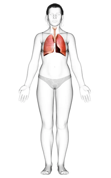 Boyutlu Tıbbi Olarak Kadın Akciğer Anatomisini Gösteriyor — Stok fotoğraf