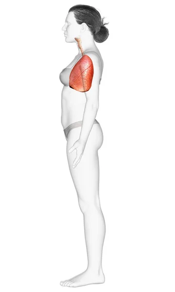 Diberikan Medis Akurat Ilustrasi Anatomi Paru Paru Perempuan — Stok Foto