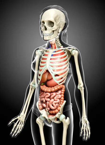 3Dレンダリング医学的に正確なイラストの女の子 内部器官と骨格系 — ストック写真